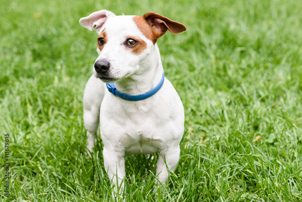 Blue anti tick and flea collar on cute dog Blue anti tick and flea collar on cute dog