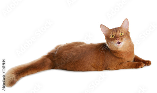 Somali cat isolated on white background