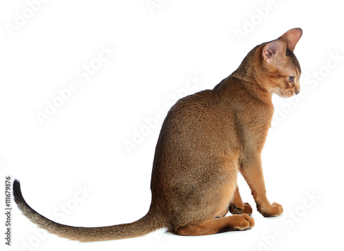 Abyssinian young cat isolated on white background