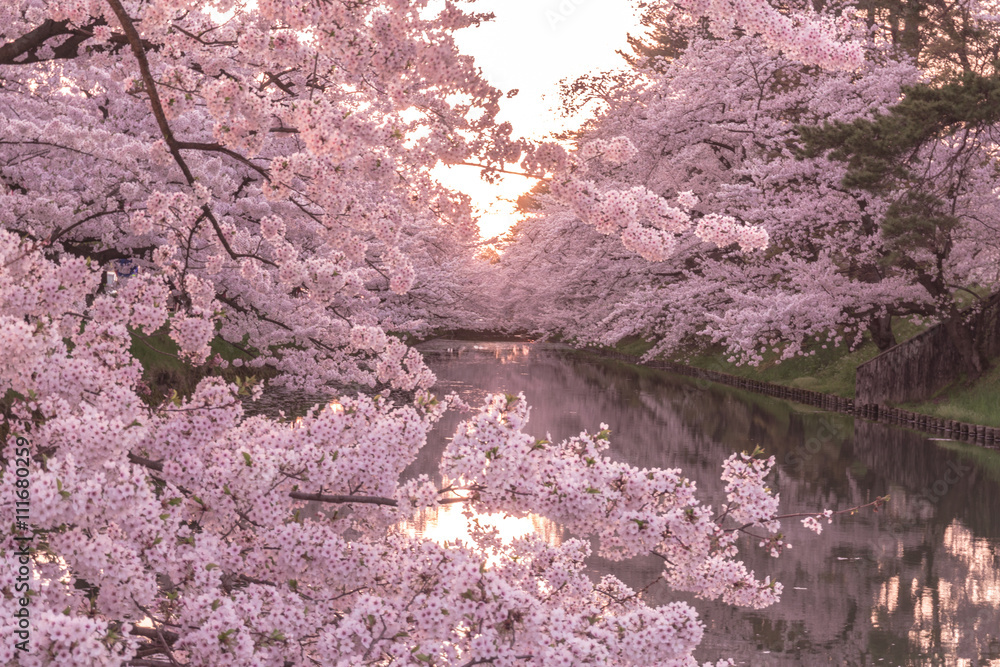 Naklejka premium hirosaki park cherry brossom Hirosaki Park kwiaty wiśni