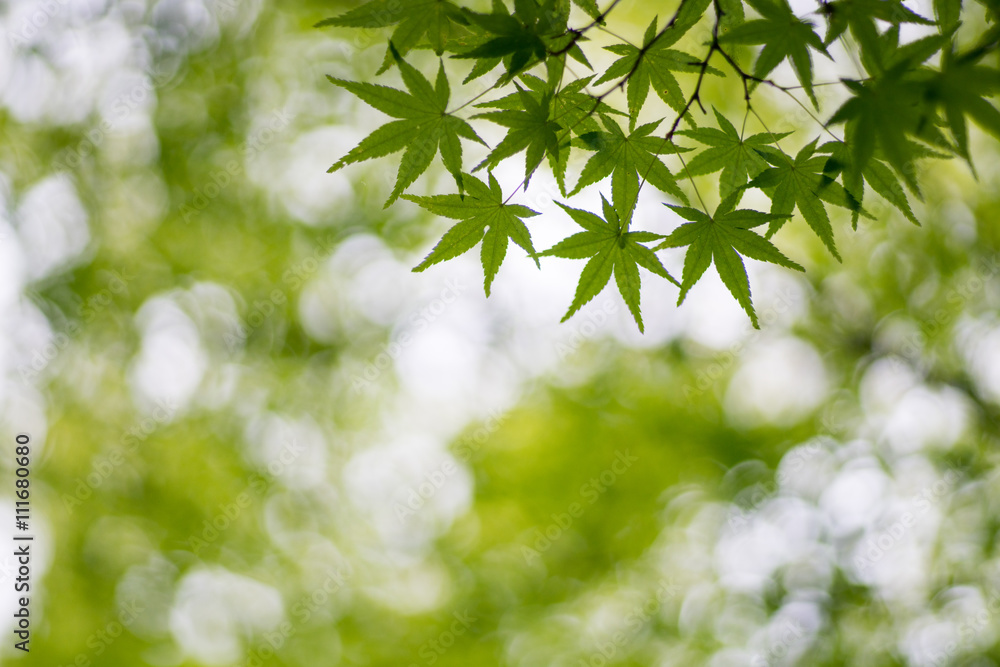 japanese maple leaf at Tofukuji-temple,kyoto,tourism of japan japanese maple leaf at Tofukuji-temple,kyoto,tourism of japan