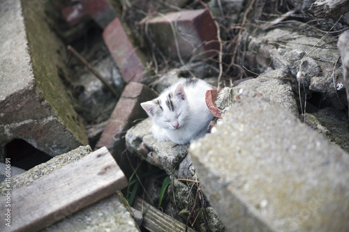 free roaming cats