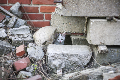 free roaming cats