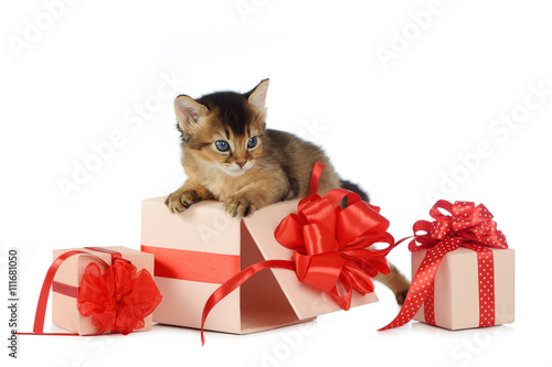 Fototapeta Naklejka Na Ścianę i Meble -  Cute somali kitten on a present box isolated on white background