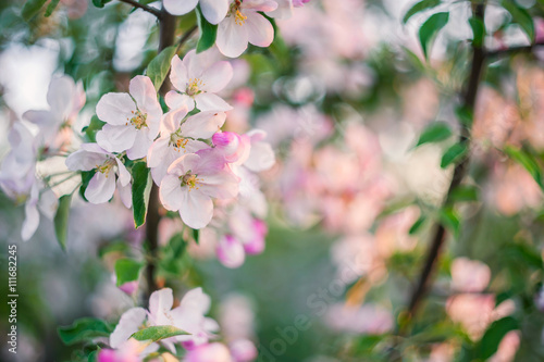Soft Background with Bloomng Apple Tree
