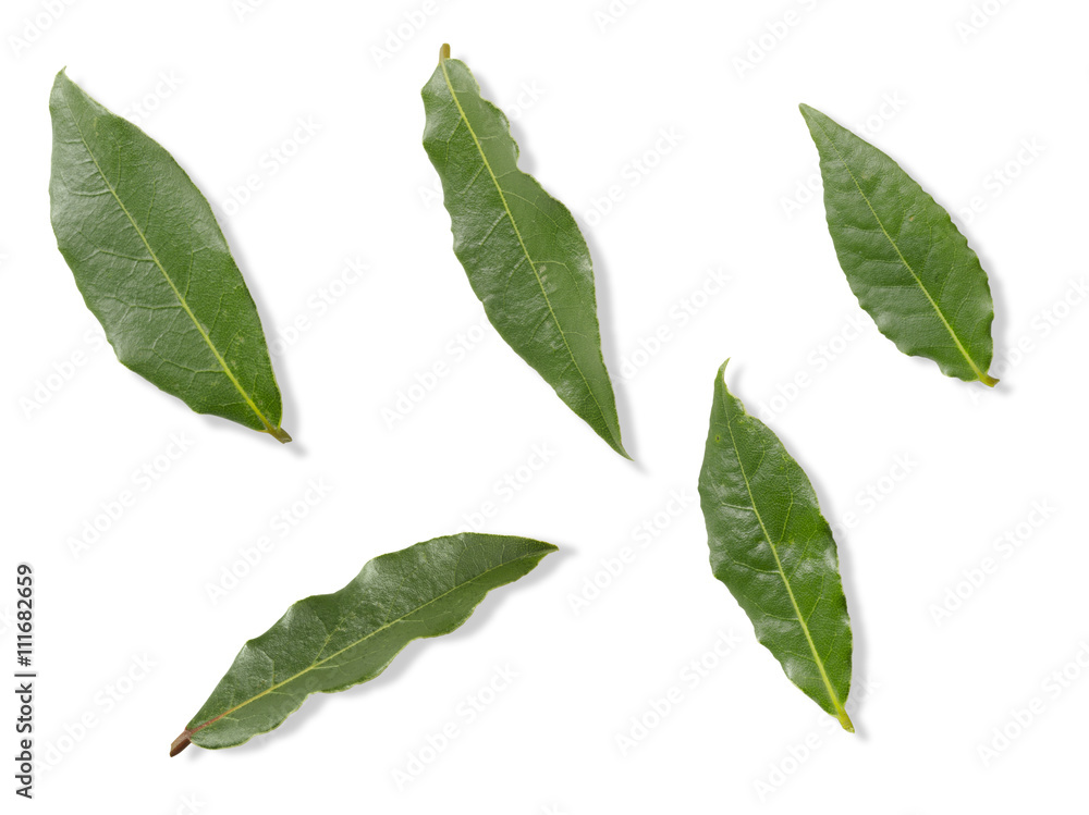 Bay Leaf Bay Leaf