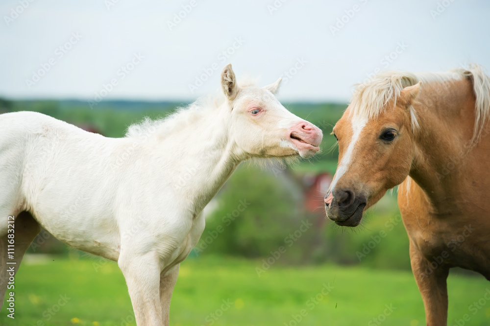 Obraz premium cream pony foal in the meadow with adult pony
