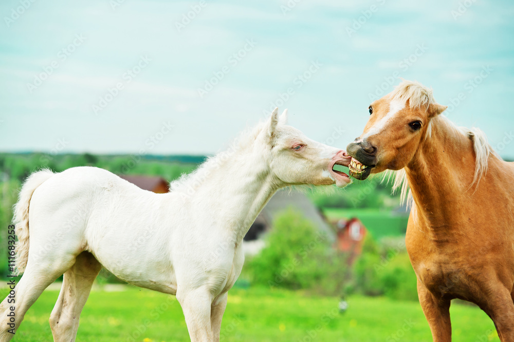  cream pony foal in the meadow with adult pony - obrazy, fototapety, plakaty 