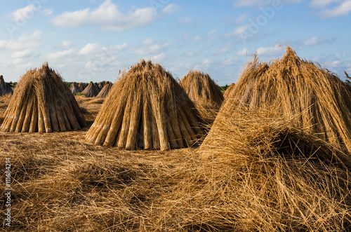Bundles of reeds in a stack Bundles of reeds in a stack