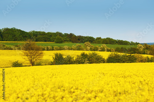 Yellow field with rapeseed flowers and trees between fields. Rape in blossom