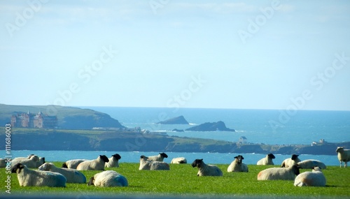 Schafe an der Küste von Cornwall, bei Newquay