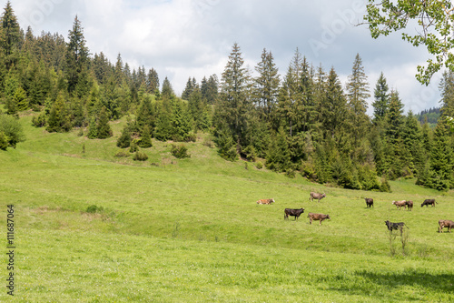 Cows are gating spring grass on a mountain field. Carpathian mountains landscape.