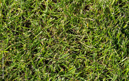 green grass. / Sloping green lawn, closeup top.