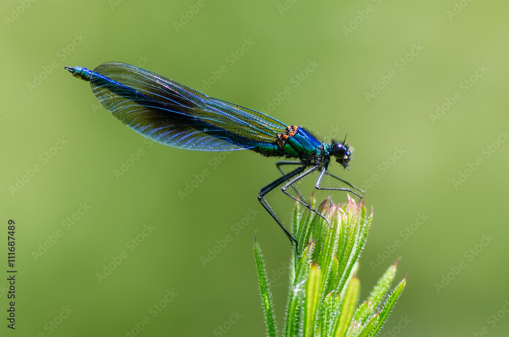 Banded demoiselle (Calopteryx splendens) male. Damselfly with dark band across centre of wings and metallic blue-green body Banded demoiselle (Calopteryx splendens) male. Damselfly with dark band across centre of wings and metallic blue-green body