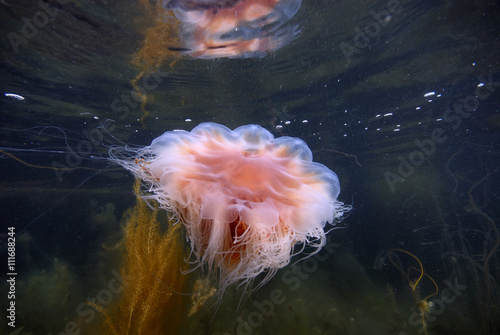 A red sea nettle, Sweden. photo