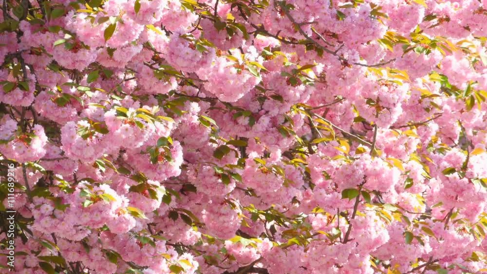 Sakura Japanese Cherry Blossoms With Pink Flowers and Delicate Petals Multiple Branches Swaying in the Wind 4k Uhd Wide Video Shot. Sakura Japanese Cherry Blossoms With Pink Flowers and Delicate Petals Multiple Branches Swaying in the Wind 4k Uhd Wide Video Shot.
