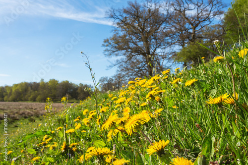 Meadow with blooming dandelions in the spring