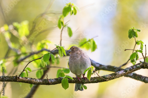 Chaffinch on a branch in the spring © Lars Johansson