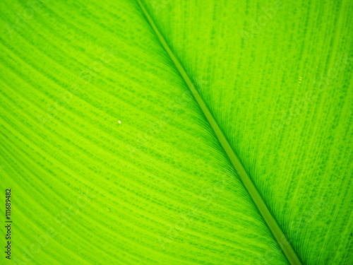 Green leaf texture with selective focus for background