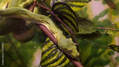 Green Tree Python Lying on a Tree Branch on a Background of Green Tropical Plants. Its Habitat is in Rainforest in Trees and Bushes in Indonesia, Papua New Guinea, Australia. 4k Uhd Video.