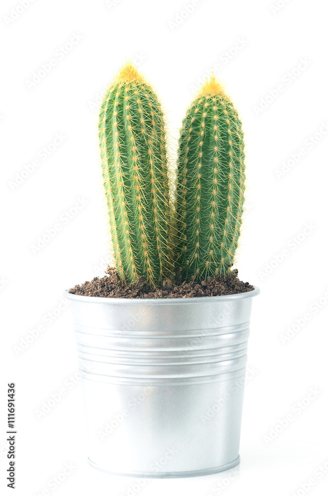 Isolated cactus in metal flowerpot Isolated cactus in metal flowerpot