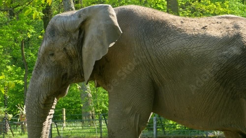 Large African Elephant Moves His Trunk on a Background of Green Jungle Trees. 4k Uhd Video. African Elephant is the Largest Terrestrial Animal. Habitats: Central and South Africa.