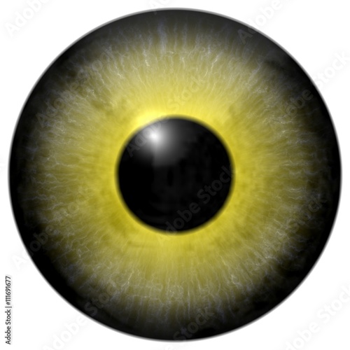 Detail of eye with olive green colored iris and black pupil