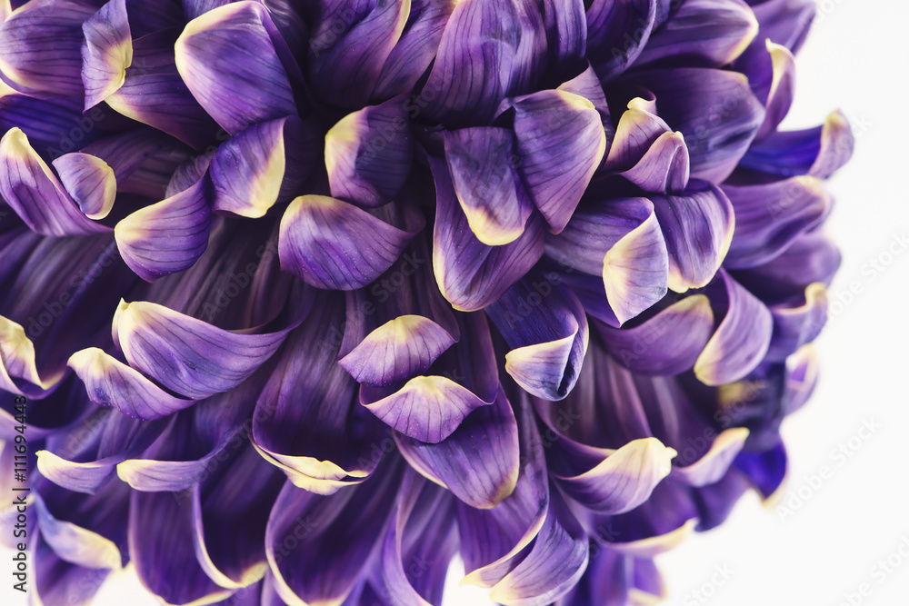 Purple chrysanthemum Purple chrysanthemum