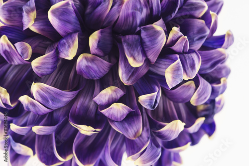 Fototapeta Naklejka Na Ścianę i Meble -  Purple chrysanthemum