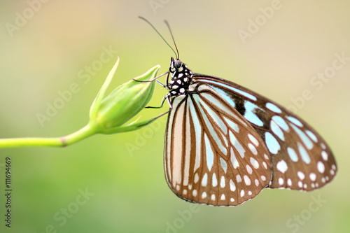蕾にとまる蝶 © cocone0304
