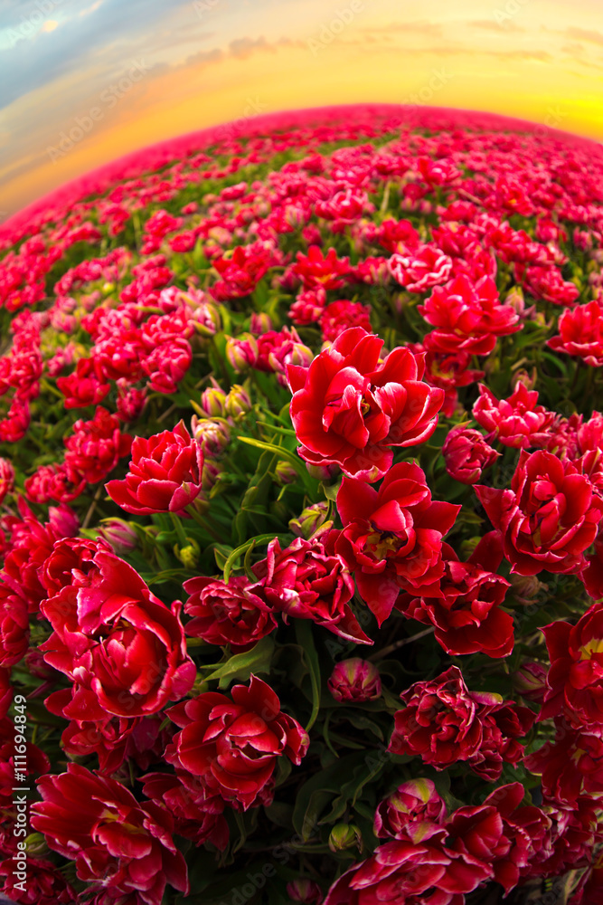 field with red tulips in the netherlands field with red tulips in the netherlands