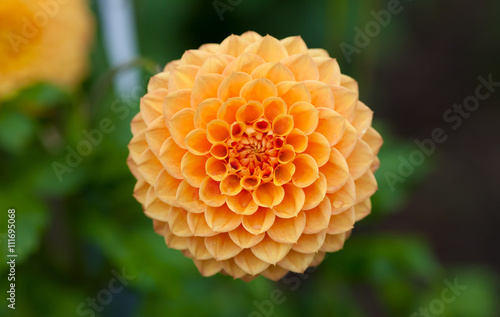 Fototapeta Naklejka Na Ścianę i Meble -  Orange or yellow Dahlia flower in full bloom closeup