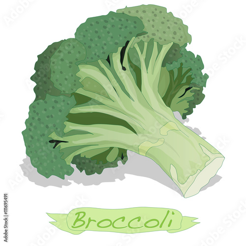 Broccoli vector isolated