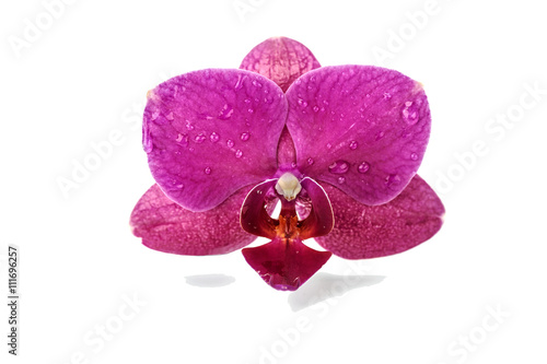 pink orchid