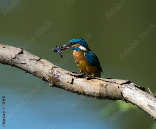 Fotografie Martin pescatore