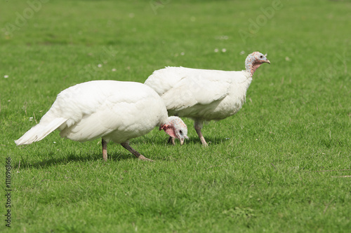 Two white turkey graze on a green meadow