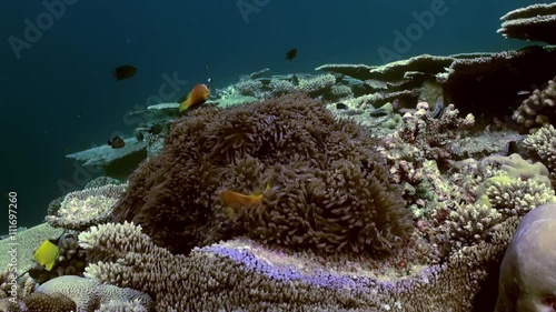 Anemones and clown fish in the stream. Amazing, beautiful underwater marine life world of sea creatures in Maldives. Scuba diving and tourism. photo