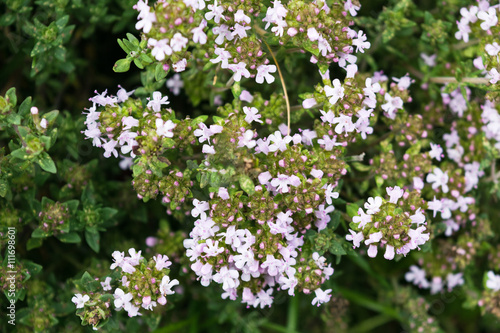 Thyme herb blossom blooming close-up