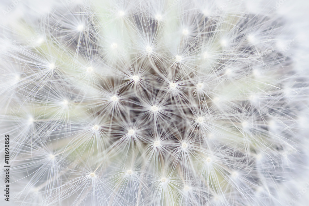 Obraz premium Close up of a dandelion