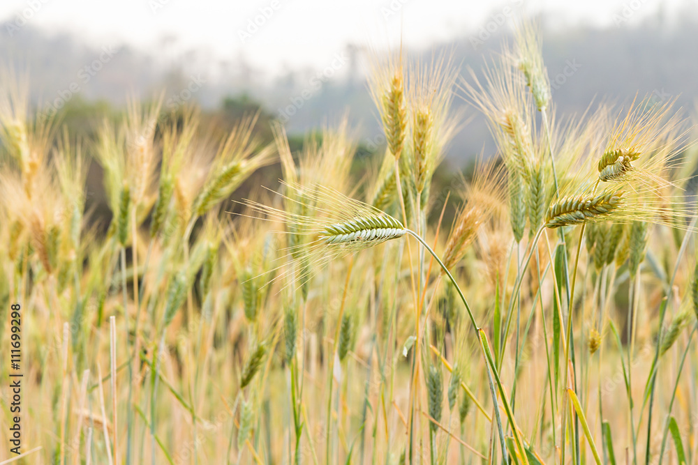 Fototapeta premium Close-up of green wheat ear in field