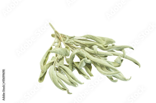dried sage leaves on white - 6955