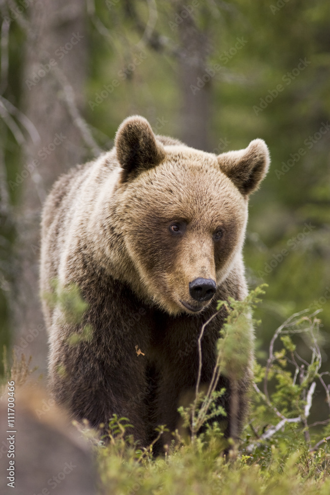 A brown bear in the forest, Finland. A brown bear in the forest, Finland.