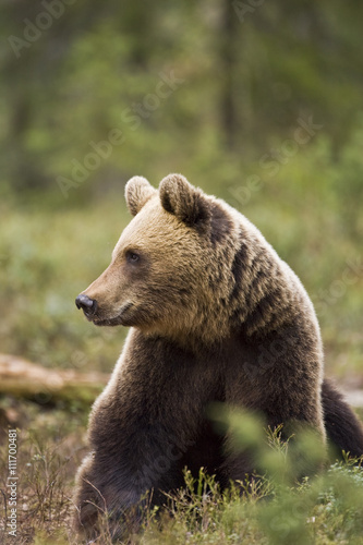 Wallpaper Mural A brown bear in the forest, Finland. Torontodigital.ca