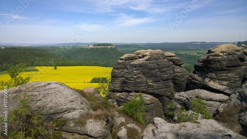 Sächsische Schweiz Rapsfeld