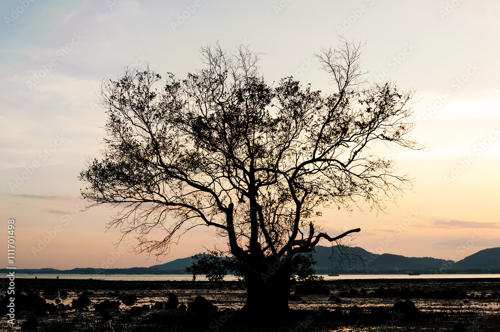 Silhouette branch of tree with color of the sunset Silhouette branch of tree with color of the sunset
