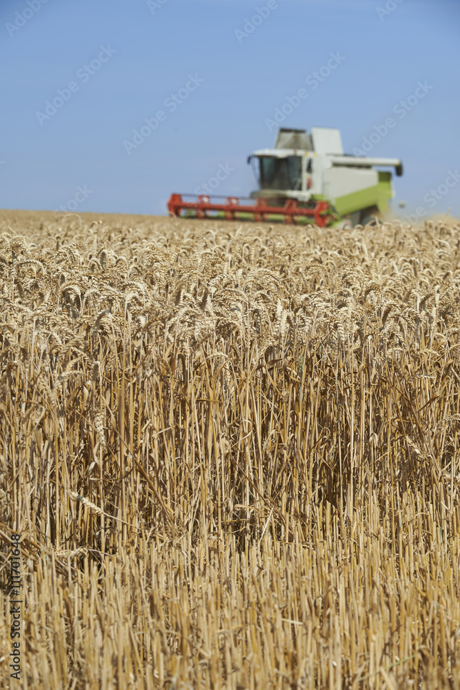 Fototapeta premium Combine harvester on a wheat field.