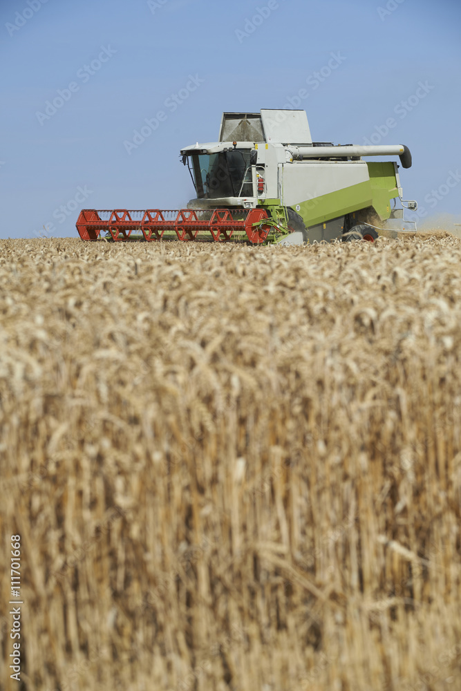 Obraz premium Combine harvester on a wheat field.