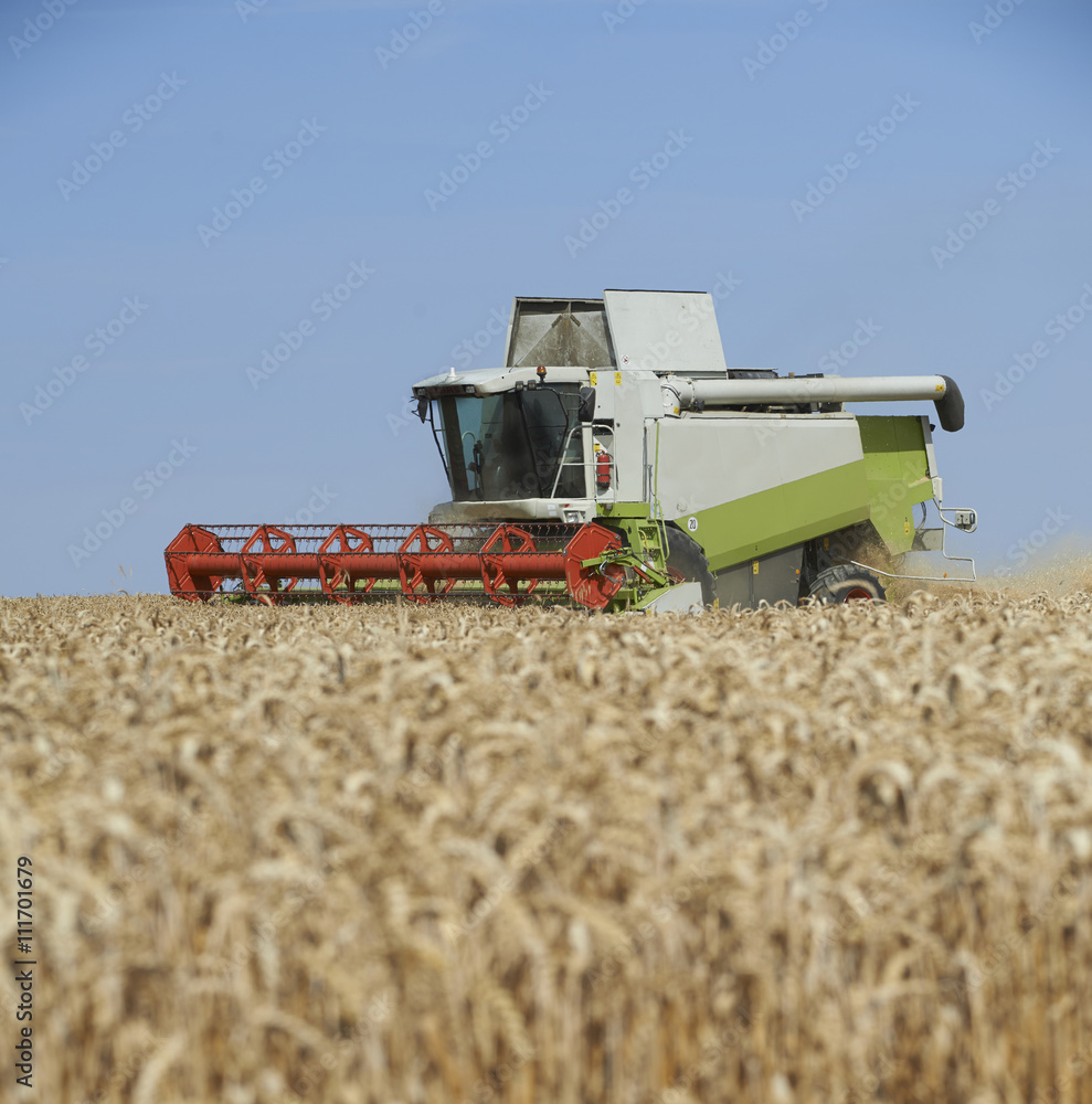Fototapeta premium Combine harvester on a wheat field.
