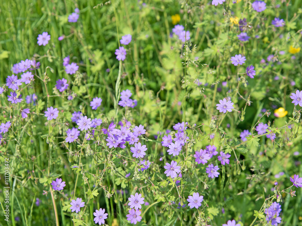 Pyrenäen-Storchschnabel, Geranium pyrenaicum Pyrenäen-Storchschnabel, Geranium pyrenaicum