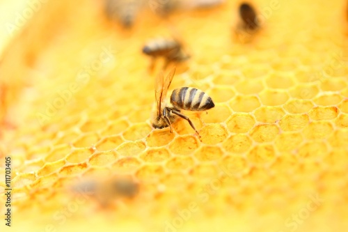 Honeybees in honeycomb  © Simun Ascic